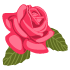 rose